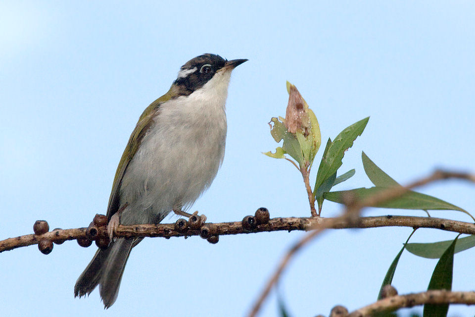 White-throated Honeyeater (Melithreptus albogularis)